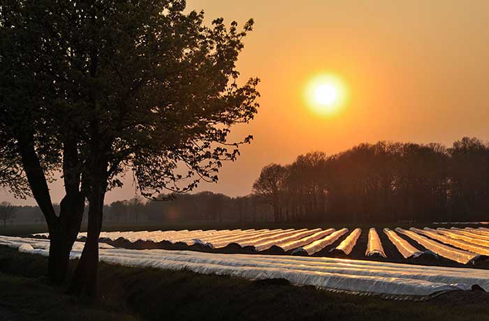 Feld mit Spargelkiste